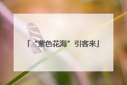 “紫色花海”引客来