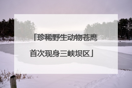 珍稀野生动物苍鹰首次现身三峡坝区