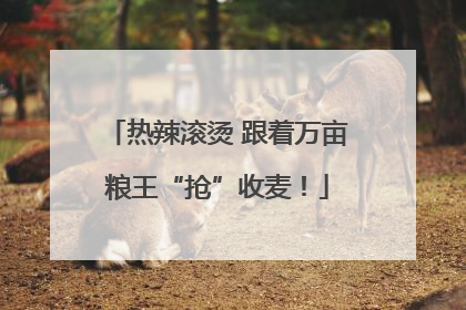 热辣滚烫 跟着万亩粮王“抢”收麦！