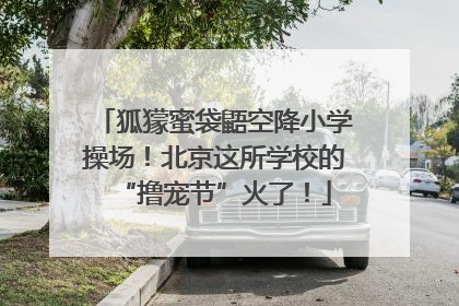 狐獴蜜袋鼯空降小学操场！北京这所学校的“撸宠节”火了！