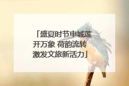 盛夏时节申城莲开万象 荷韵流转激发文旅新活力