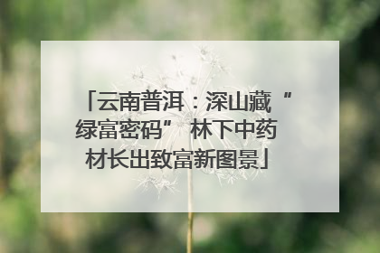 云南普洱：深山藏“绿富密码” 林下中药材长出致富新图景