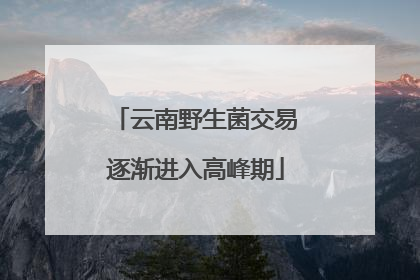 云南野生菌交易逐渐进入高峰期