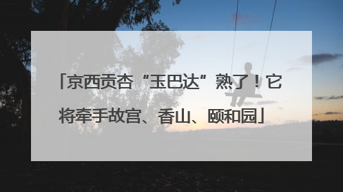 京西贡杏“玉巴达”熟了！它将牵手故宫、香山、颐和园