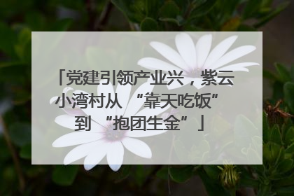 党建引领产业兴，紫云小湾村从 “靠天吃饭” 到 “抱团生金”