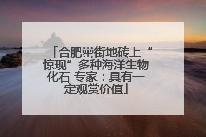 合肥罍街地砖上“惊现”多种海洋生物化石 专家：具有一定观赏价值