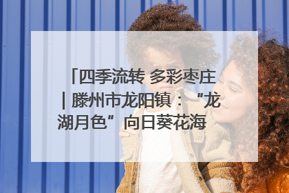 四季流转 多彩枣庄｜滕州市龙阳镇：“龙湖月色”向日葵花海 绘就乡村振兴新画卷