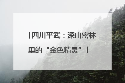 四川平武：深山密林里的“金色精灵”