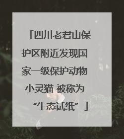 四川老君山保护区附近发现国家一级保护动物小灵猫 被称为“生态试纸”