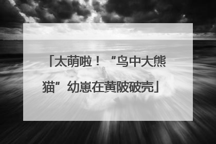 太萌啦！“鸟中大熊猫”幼崽在黄陂破壳