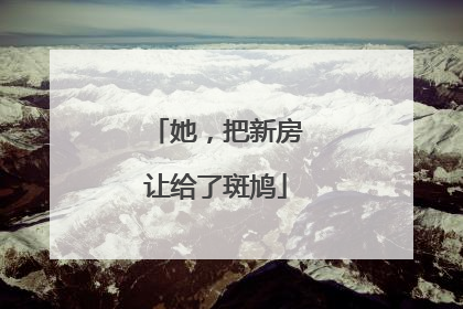她，把新房让给了斑鸠
