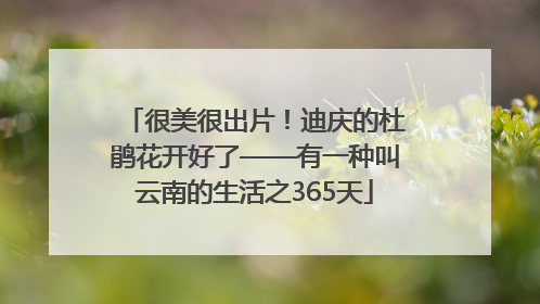 很美很出片！迪庆的杜鹃花开好了——有一种叫云南的生活之365天