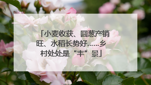 小麦收获、圆葱产销旺、水稻长势好……乡村处处是“丰”景