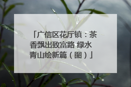 广信区花厅镇：茶香飘出致富路 绿水青山绘新篇（图）