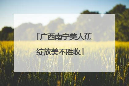 广西南宁美人蕉绽放美不胜收