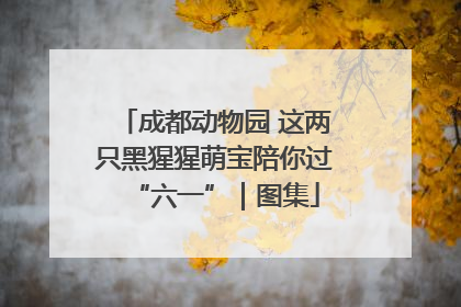 成都动物园 这两只黑猩猩萌宝陪你过“六一”｜图集