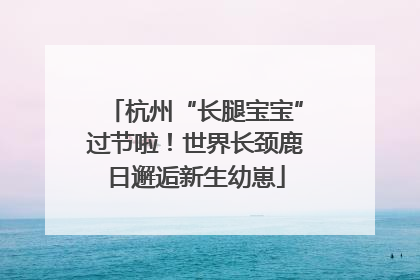 杭州“长腿宝宝”过节啦！世界长颈鹿日邂逅新生幼崽