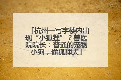 杭州一写字楼内出现“小狐狸”？兽医院院长：普通的宠物小狗，像狐狸犬