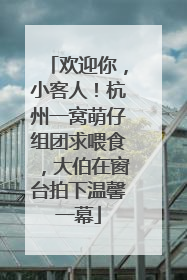 欢迎你，小客人！杭州一窝萌仔组团求喂食，大伯在窗台拍下温馨一幕