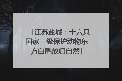 江苏盐城：十六只国家一级保护动物东方白鹳放归自然