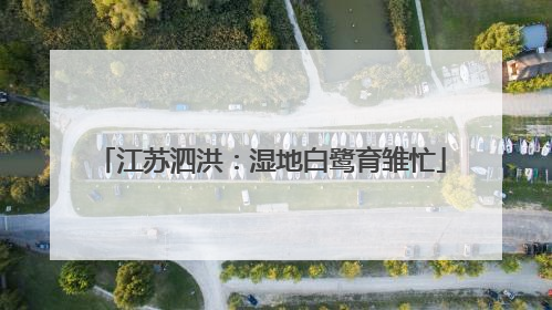 江苏泗洪：湿地白鹭育雏忙