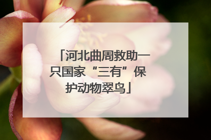 河北曲周救助一只国家“三有”保护动物翠鸟