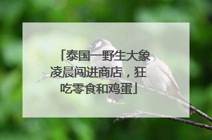 泰国一野生大象凌晨闯进商店，狂吃零食和鸡蛋