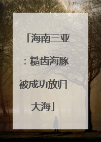 海南三亚：糙齿海豚被成功放归大海
