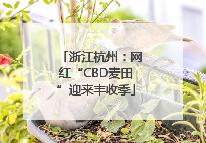 浙江杭州：网红“CBD麦田”迎来丰收季