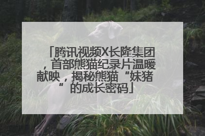 腾讯视频X长隆集团，首部熊猫纪录片温暖献映，揭秘熊猫“妹猪”的成长密码