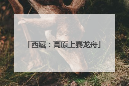 西藏：高原上赛龙舟