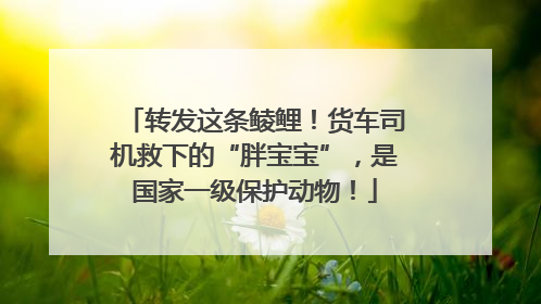 转发这条鲮鲤！货车司机救下的“胖宝宝”，是国家一级保护动物！