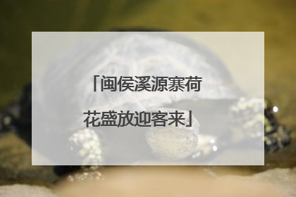 闽侯溪源寨荷花盛放迎客来