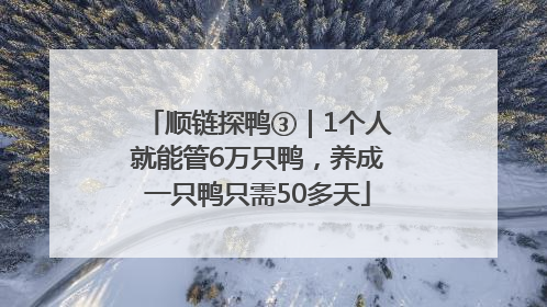 顺链探鸭③｜1个人就能管6万只鸭，养成一只鸭只需50多天